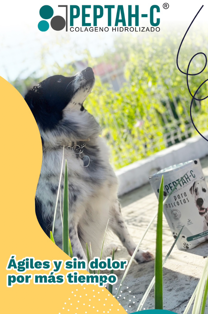 Peptah-C Mascotas